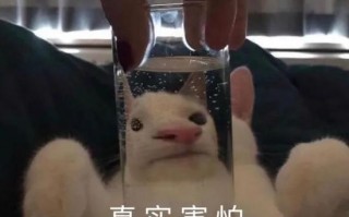 裙子文案可爱沙雕，裙子文案可爱沙雕短句
